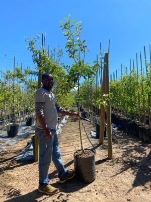 Golden Delicious Apple Tree 40lt