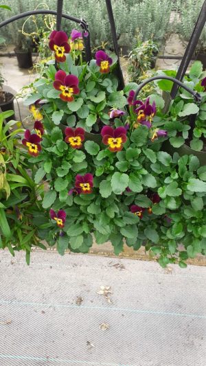 Viola Mobile Hanging Garden