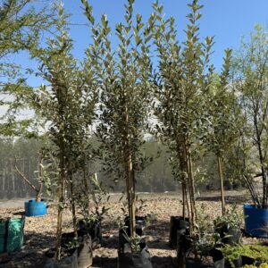 Brachylaena Discolor 50lt Common Names: Coastal Silver Oak, Kusvaalbos