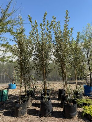 Brachylaena Discolor 50lt Common Names: Coastal Silver Oak, Kusvaalbos