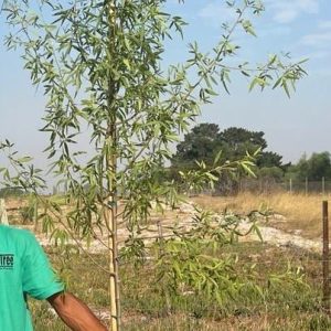 Searsia Pendulina 50lt