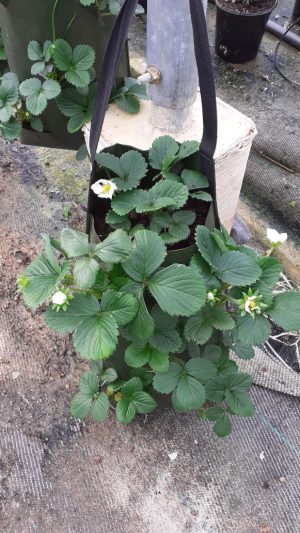 Strawberry Mobile Hanging Garden