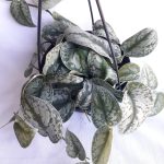 Pothos - Silver Splash 20cm Hanging Basket