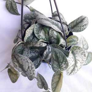 Pothos - Silver Splash 20cm Hanging Basket