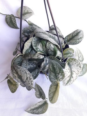 Pothos - Silver Splash 20cm Hanging Basket
