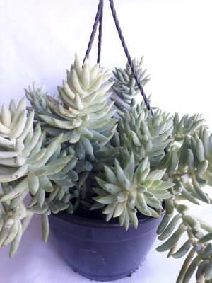 String of Burrito 20cm Hanging Basket