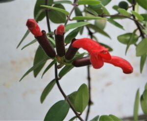 Aeschynanthus Radicans 20cm Hanging Basket