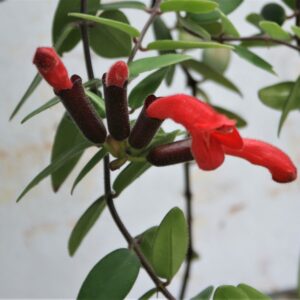 Aeschynanthus Radicans 20cm Hanging Basket