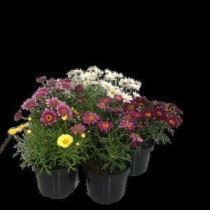 Argyranthemum Assorted 14cm Pot