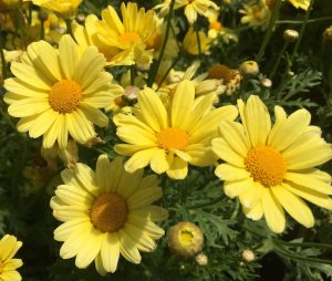 Argyranthemum Frutescens 17cm pot (Yellow)