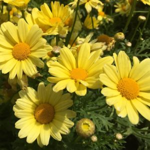 Argyranthemum Frutescens 17cm pot (Yellow)