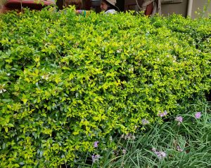 Abelia Francis Mason 17cm Pot