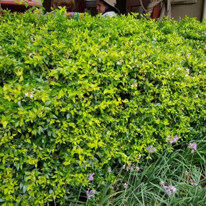 Abelia Francis Mason 17cm Pot