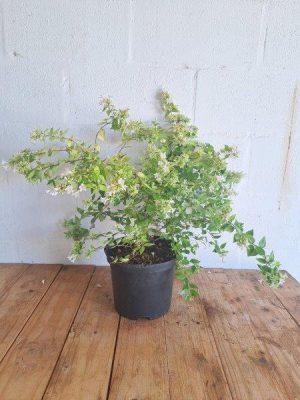 Abelia Francis Mason 21cm Pot