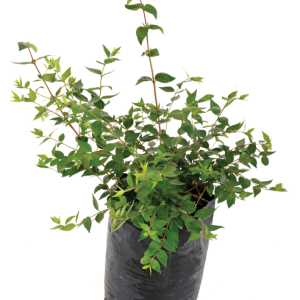 Abelia-Grandiflora-10lt.png Abelia Grandiflora 10lt