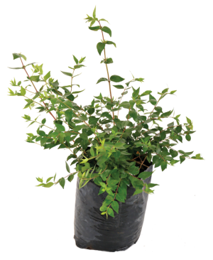 Abelia Grandiflora 10lt