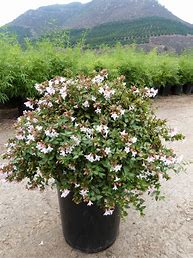 Abelia Grandiflora 10lt Ball