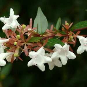Abelia Grandiflora 12cm Pot