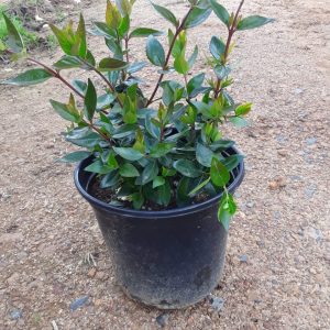 Abelia Grandiflora 17cm Pot