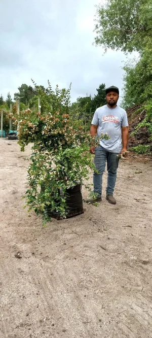 Abelia-grandiflora-70lt-G.webp Abelia Grandiflora 70lt