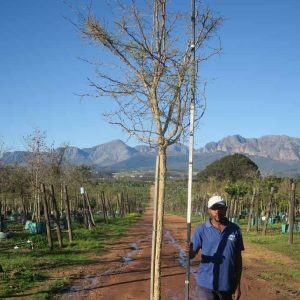 Acacia Galpinii  200lt (Monkey Thorn)