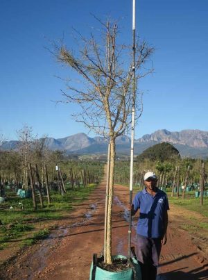 Acacia Galpinii  200lt (Monkey Thorn)