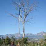 Acacia Galpinii  1000lt (Monkey Thorn)