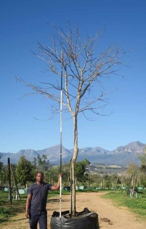 Acacia Galpinii  1000lt (Monkey Thorn)