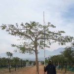 Acacia-sieberiana-var.-woodii-syn.-Vachellia-sieberiana-var.-woodii-Flat-Top-Paper-Bark-1.jpg Acacia Sieberiana (Paperbark) 400lt