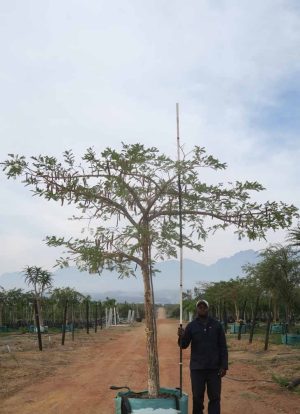 Acacia-sieberiana-var.-woodii-syn.-Vachellia-sieberiana-var.-woodii-Flat-Top-Paper-Bark-1.jpg Acacia Sieberiana (Paperbark) 400lt