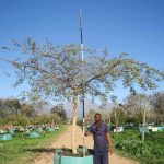 Acacia Sieberiana (Paperbark) 1000lt