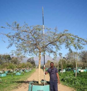 Acacia Sieberiana (Paperbark) 1000lt