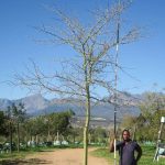 Vachellia Xanthophloea 1000lt