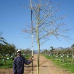Vachellia Xanthophloea 400lt