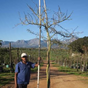 Vachellia Xanthophloea 200lt