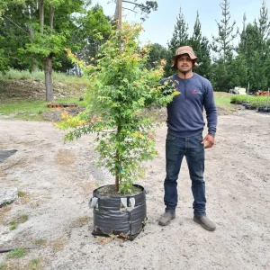 Acer-palmatum-70lt-G.webp Acer Palmatum 70lt