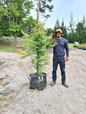 Acer-palmatum-70lt-G.webp Acer Palmatum 70lt