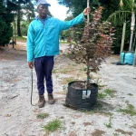 Acer Palmatum ‘Atropurpureum’ (Red Japanese Maple) 70lt