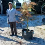 Acer Palmatum Dissectum 'Copper' (Copper Japanese Maple) 70lt