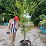 Acer Palmatum 70lt (Green) Common Name: Japanese Maple Tree