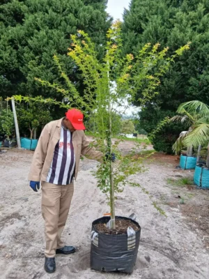 Acer Palmatum 70lt (Green) Common Name: Japanese Maple Tree