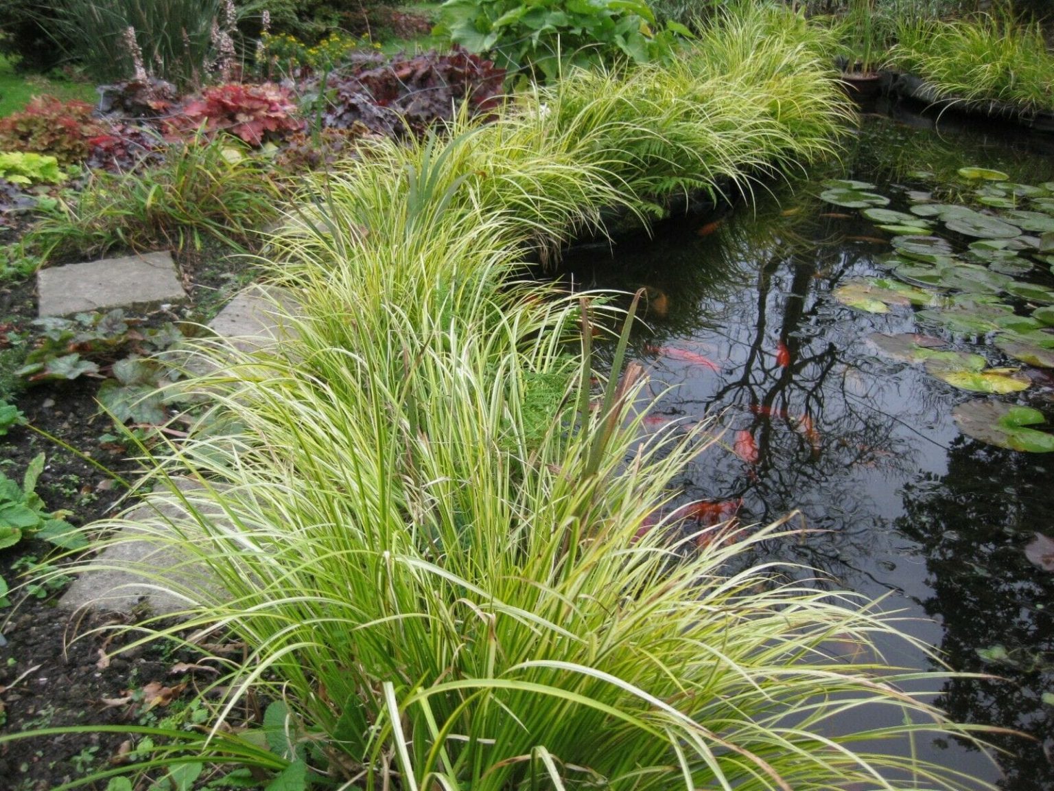 Acorus Golden Edge 17cm Pot - ClicknPlant Online Nursery Cape Town