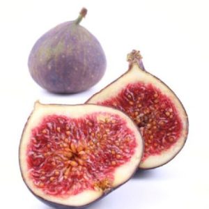 Adams-Fig-5lt.jpg