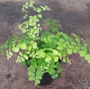 Adiantum 12cm Pot