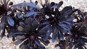 Aeonium Black 4lt