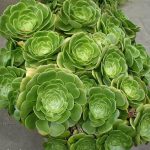 Aeonium Green 4lt