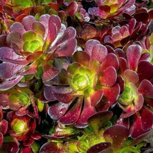 Aeonium Red 4lt