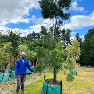 Afrocarpus Falcatus 250lt Tree (Large)