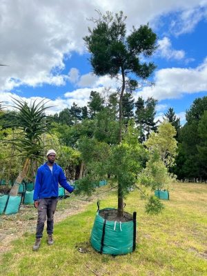 Afrocarpus Falcatus 250lt Tree (Large)
