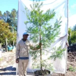 Afrocarpus Falcatus 70lt